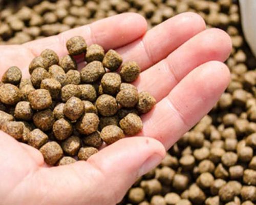 fishmeal